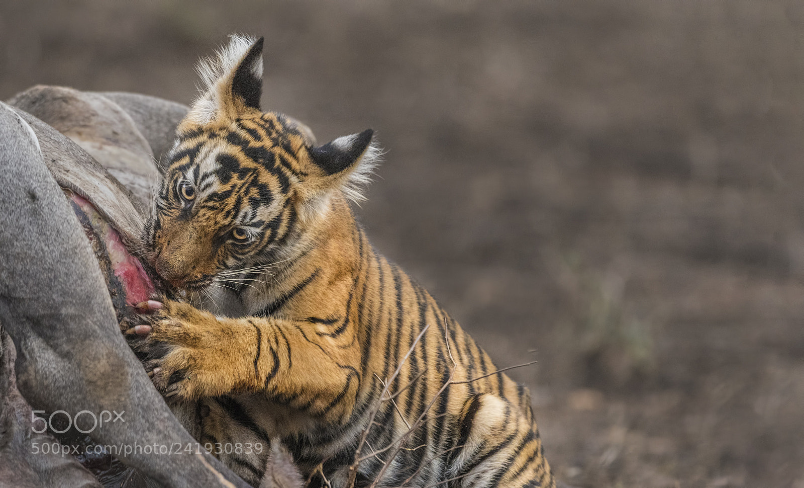 Nikon D500 sample photo. T-8-cubs photography