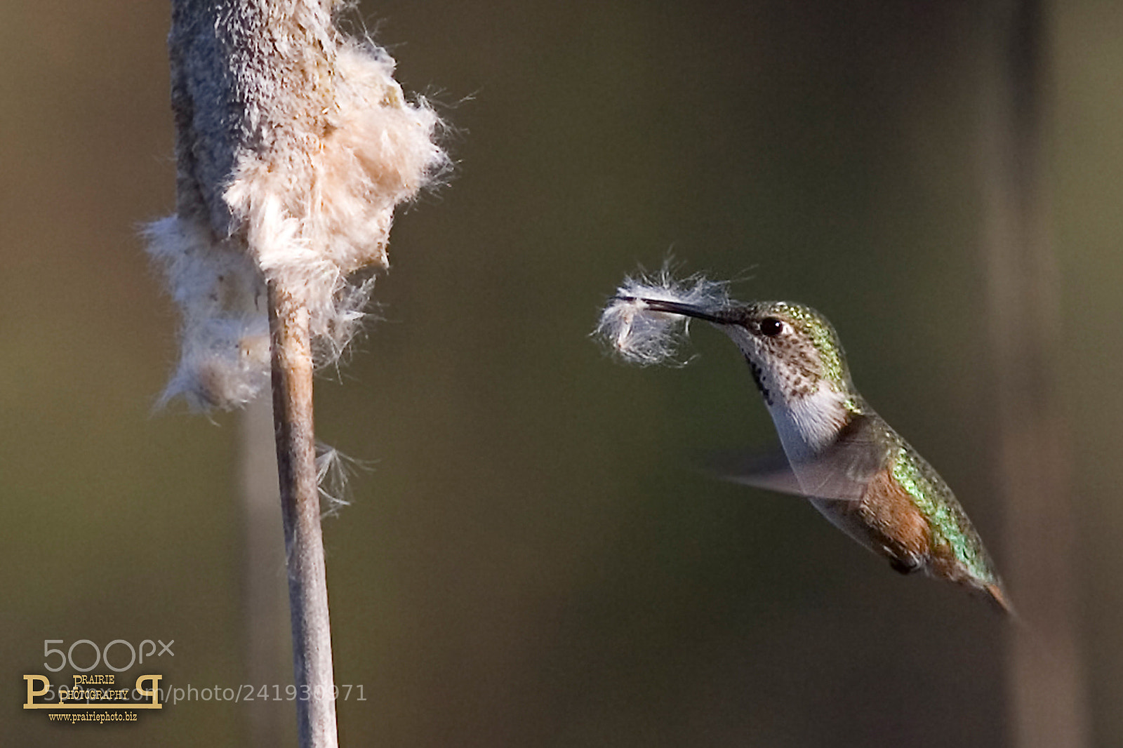 Canon EOS-1D Mark II N sample photo. Rufous hummingbird female photography
