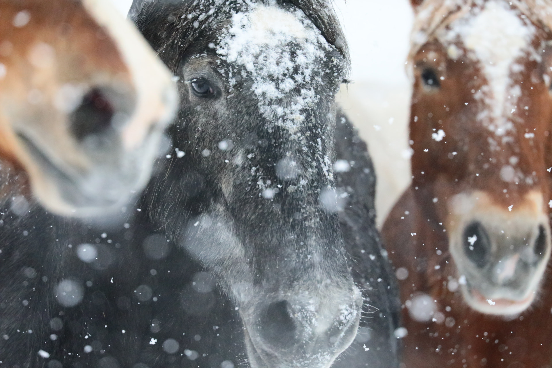 Canon EOS 5D Mark IV + Canon EF 100-400mm F4.5-5.6L IS II USM sample photo. Running horses in winter photography