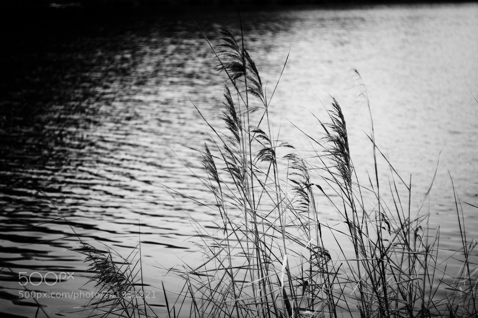 Canon EOS 60D sample photo. Untitled photography
