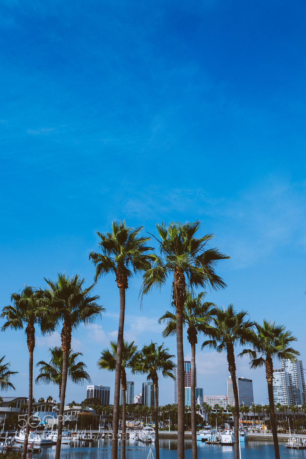 Sony ILCA-77M2 sample photo. Palm trees in long photography
