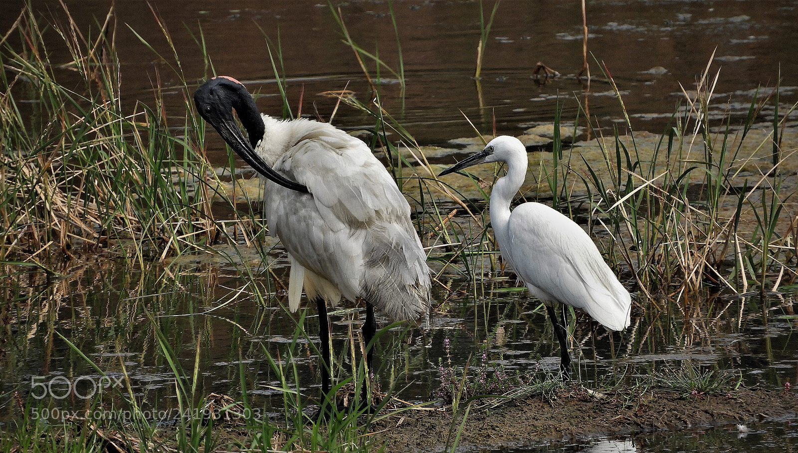 Nikon Coolpix B700 sample photo. Black headed ibis with photography