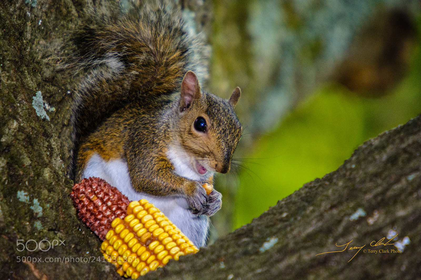 Nikon D7100 sample photo. Happy meal photography