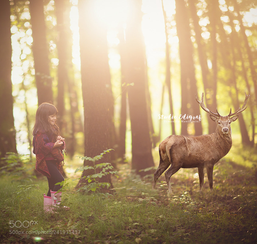 Nikon D810 sample photo. Into the woods photography