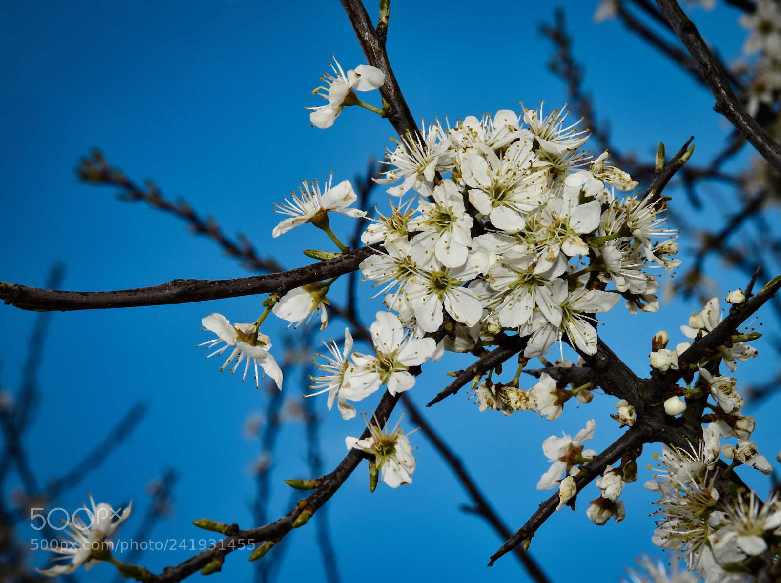 Nikon D5500 sample photo. Spring white flowers of photography