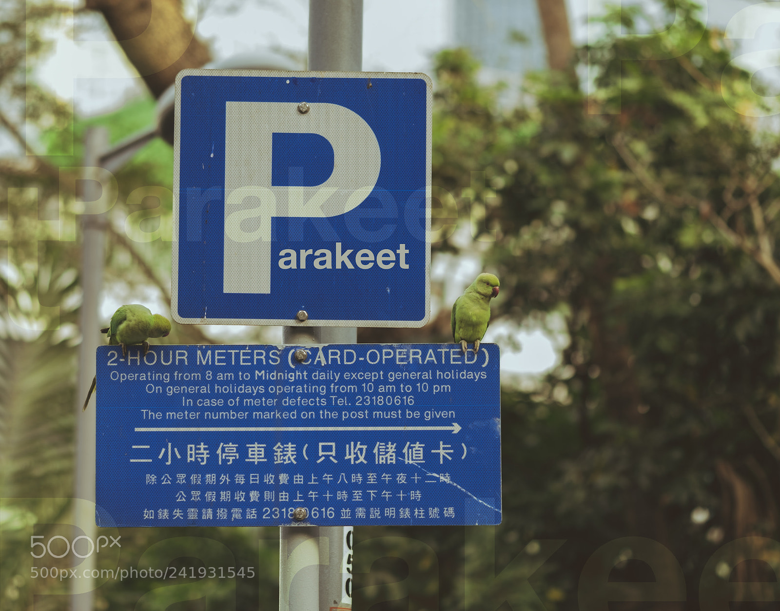 Fujifilm X-T2 sample photo. P is for parakeet photography
