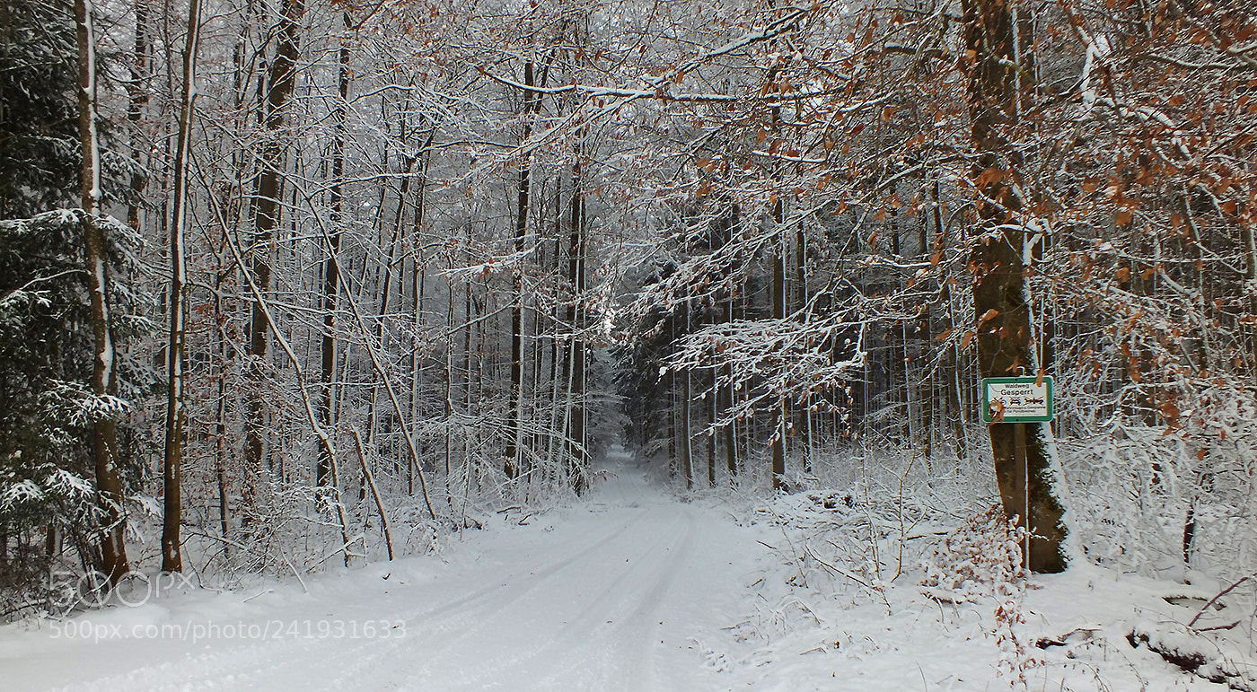 Fujifilm FinePix HS30EXR sample photo. ...a forest road ... photography