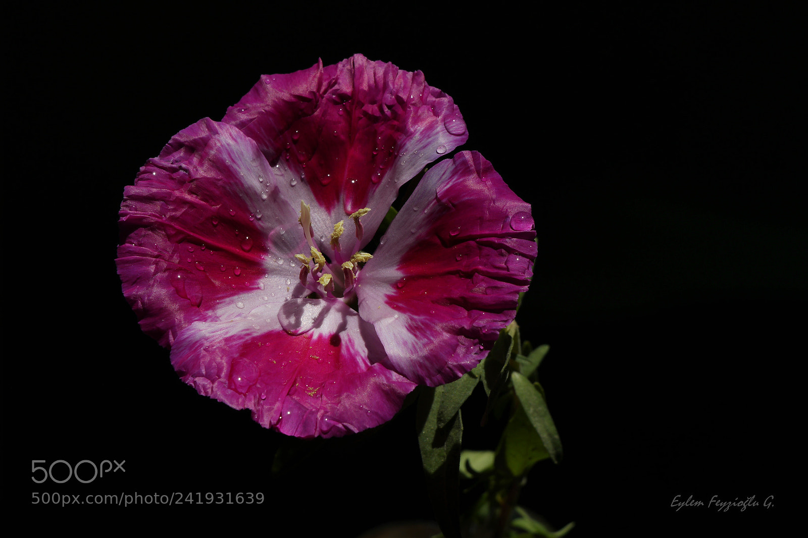 Samsung NX2000 sample photo. Flower photography