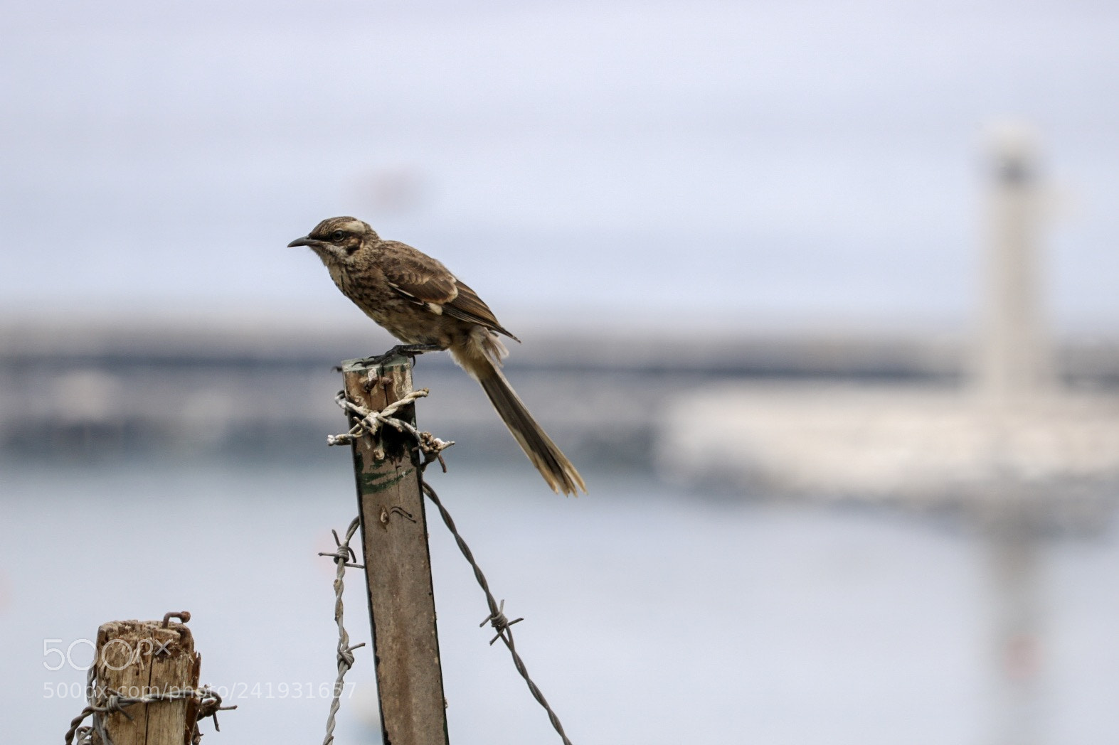 Canon EOS 750D (EOS Rebel T6i / EOS Kiss X8i) sample photo. Aves de barranco birds photography