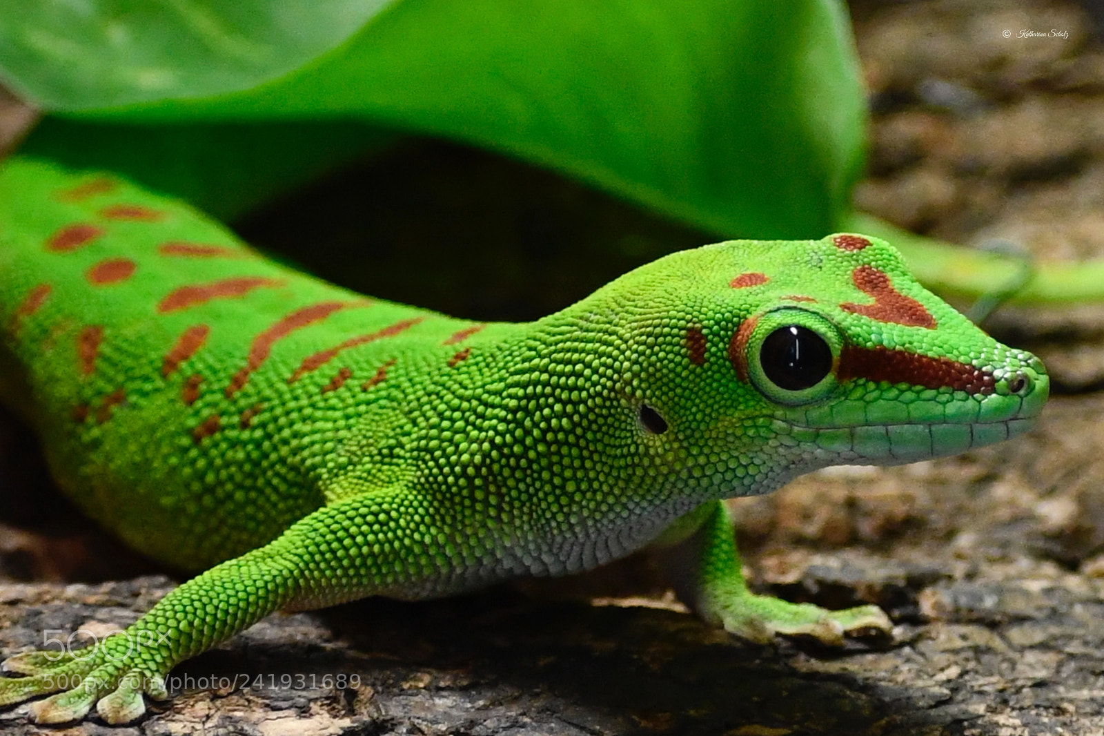 Nikon D7500 sample photo. Biosphere potsdam photography