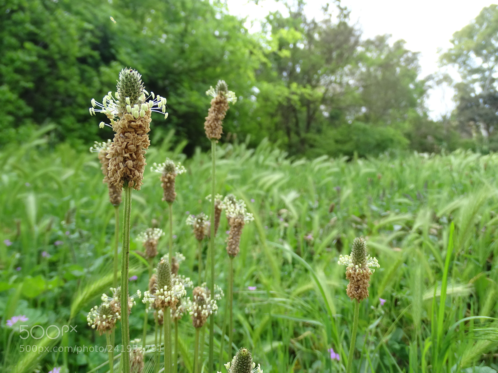Sony Cyber-shot DSC-HX400V sample photo. Summer meadow photography