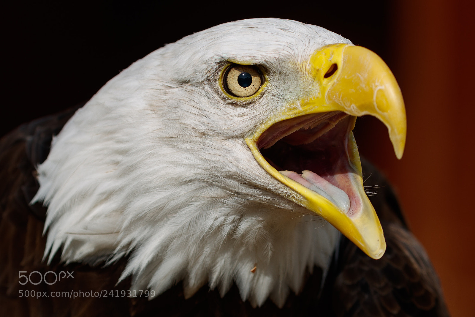 Canon EOS-1D X Mark II sample photo. Bald eagle photography