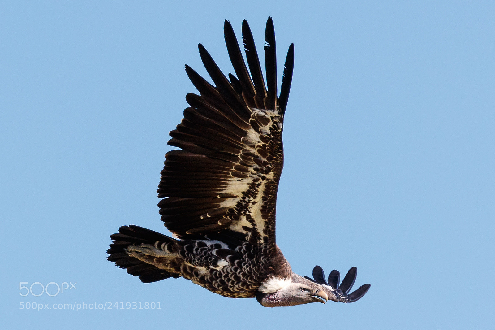 Canon EOS-1D X Mark II sample photo. African white backed vulture photography