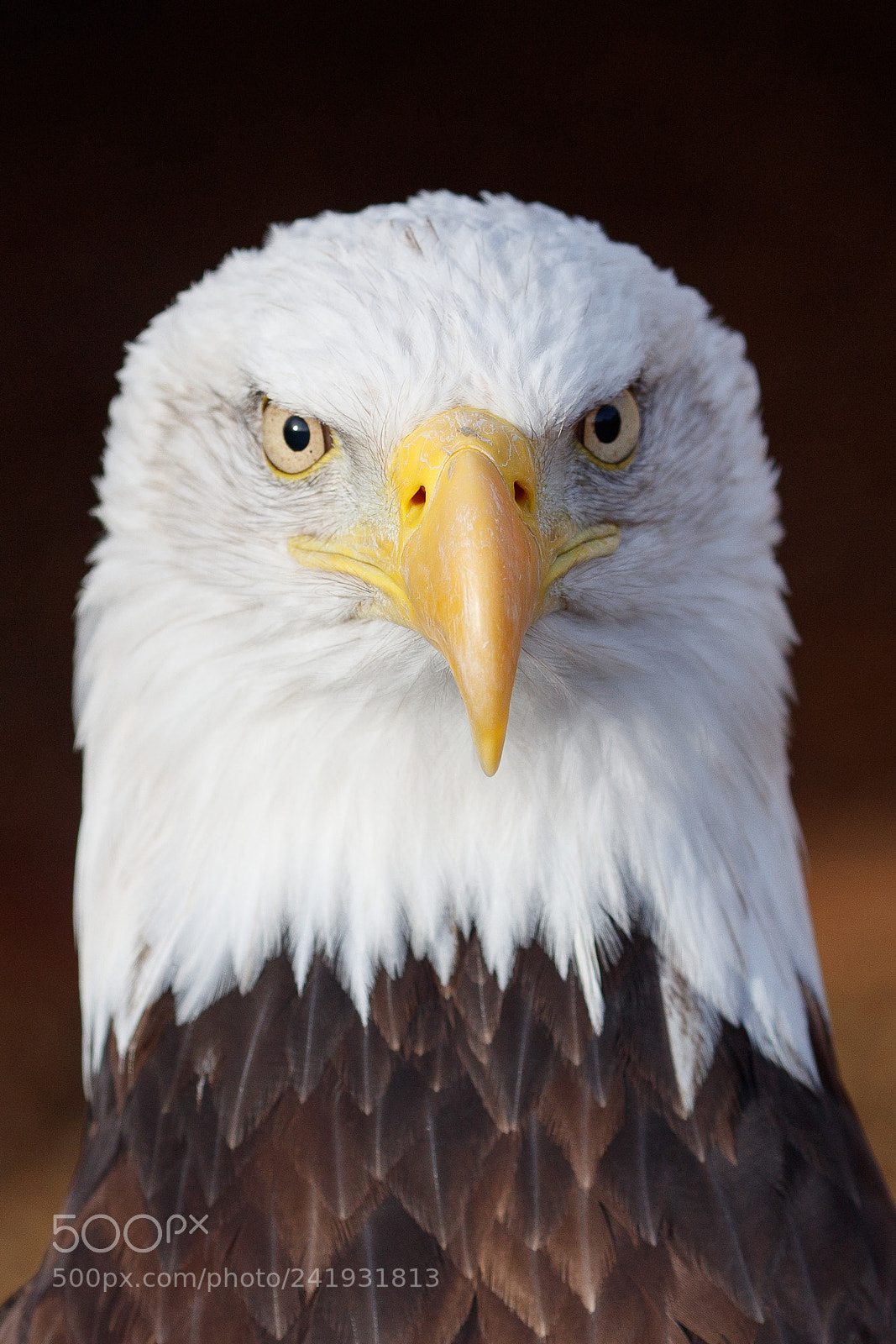 Canon EOS-1D X Mark II sample photo. Bald eagle photography