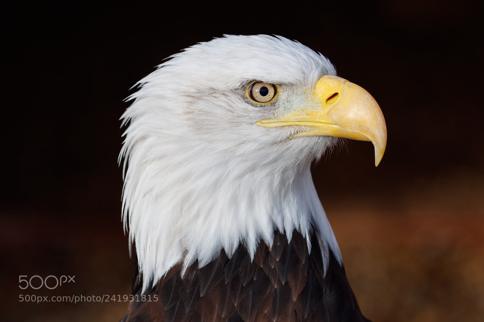 Canon EOS-1D X Mark II sample photo. Bald eagle photography