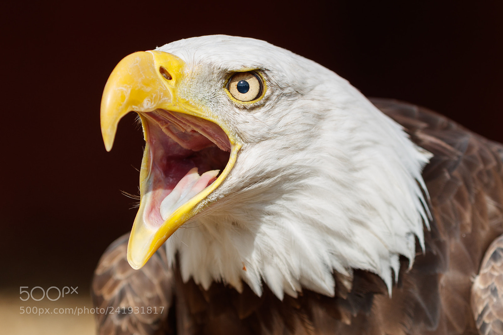 Canon EOS-1D X Mark II sample photo. Bald eagle photography