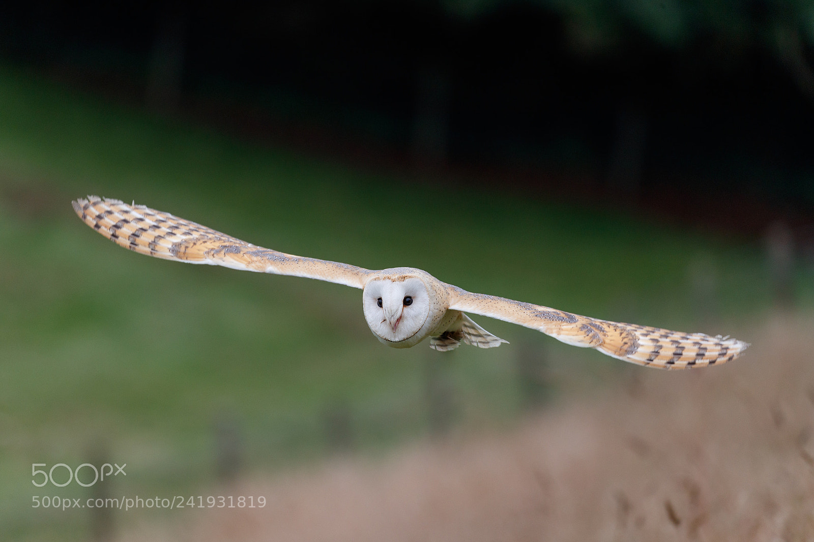Canon EOS-1D X Mark II sample photo. Barn owl photography