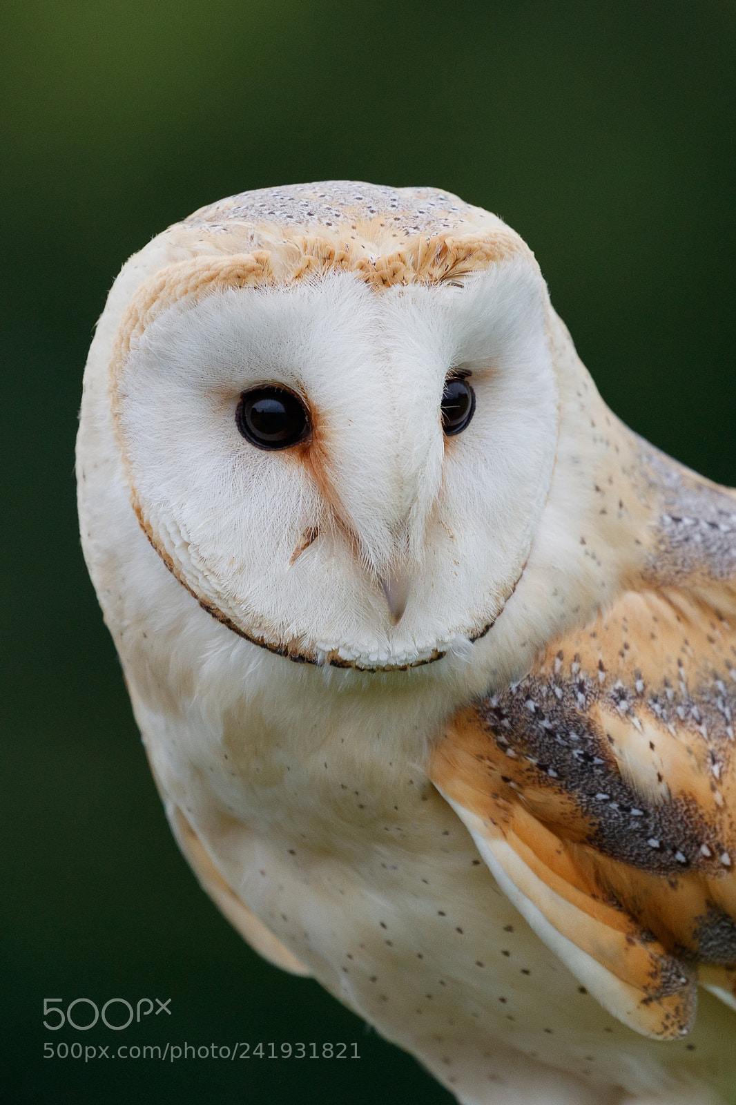Canon EOS-1D X Mark II sample photo. Barn owl photography