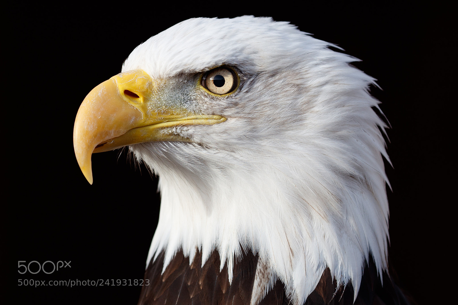 Canon EOS-1D X Mark II sample photo. Bald eagle photography