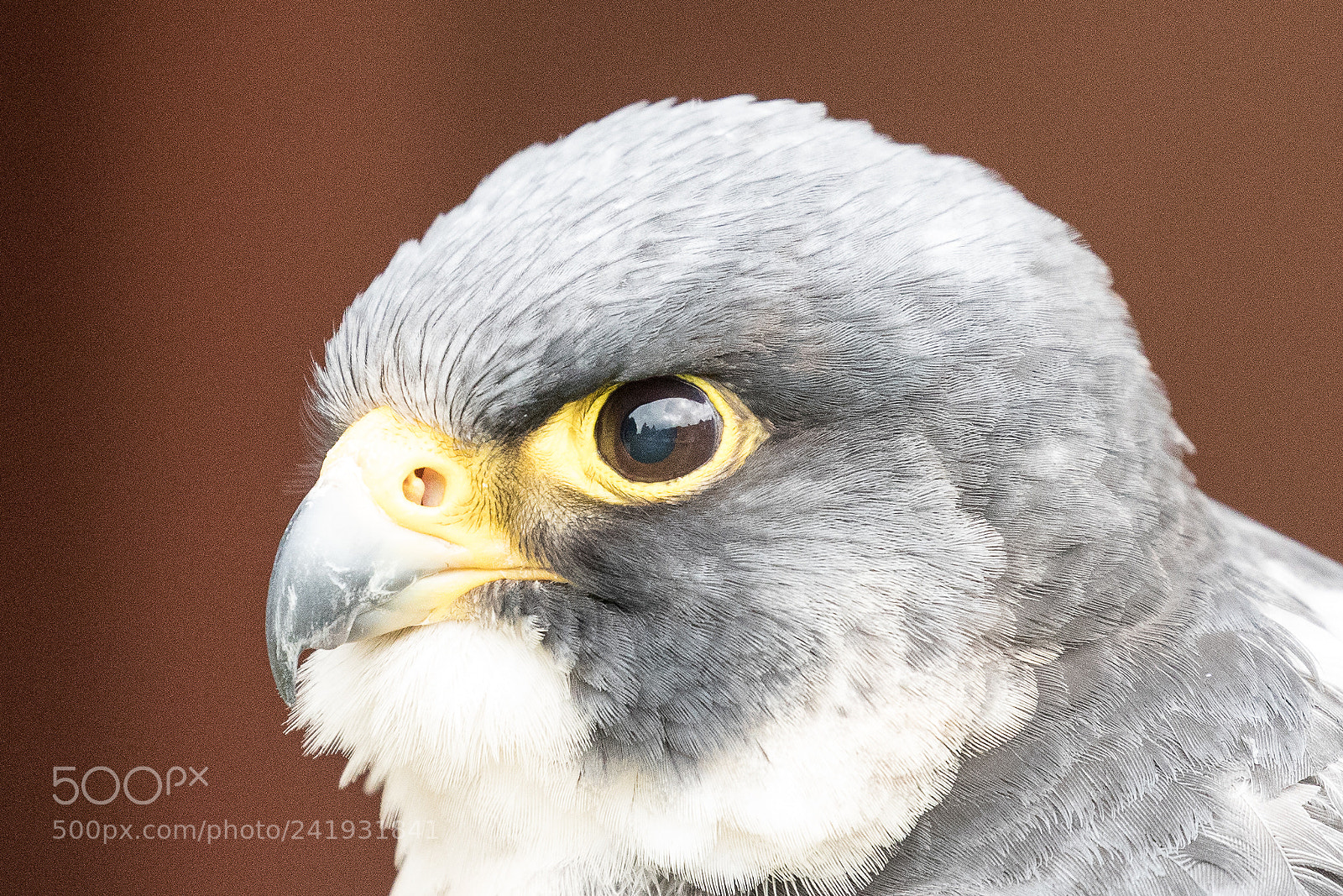 Canon EOS-1D X Mark II sample photo. Peregrine falcon photography
