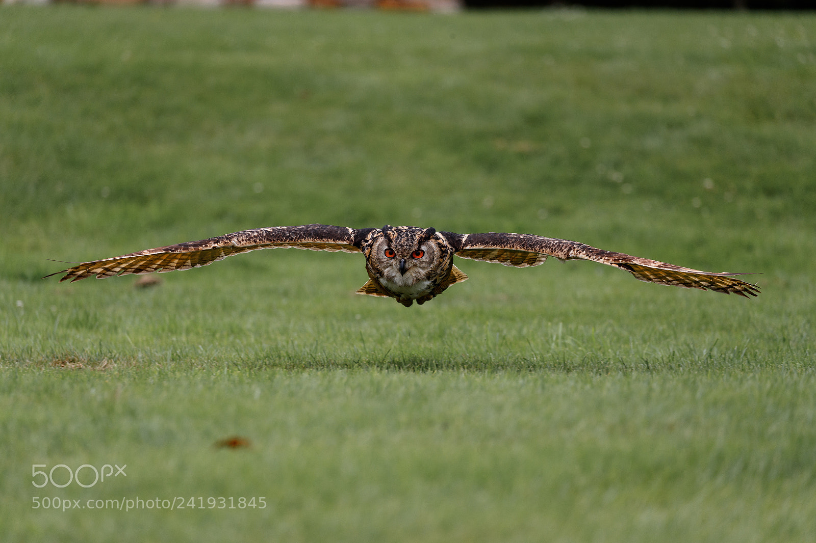 Canon EOS-1D X Mark II sample photo. Eagle owl photography