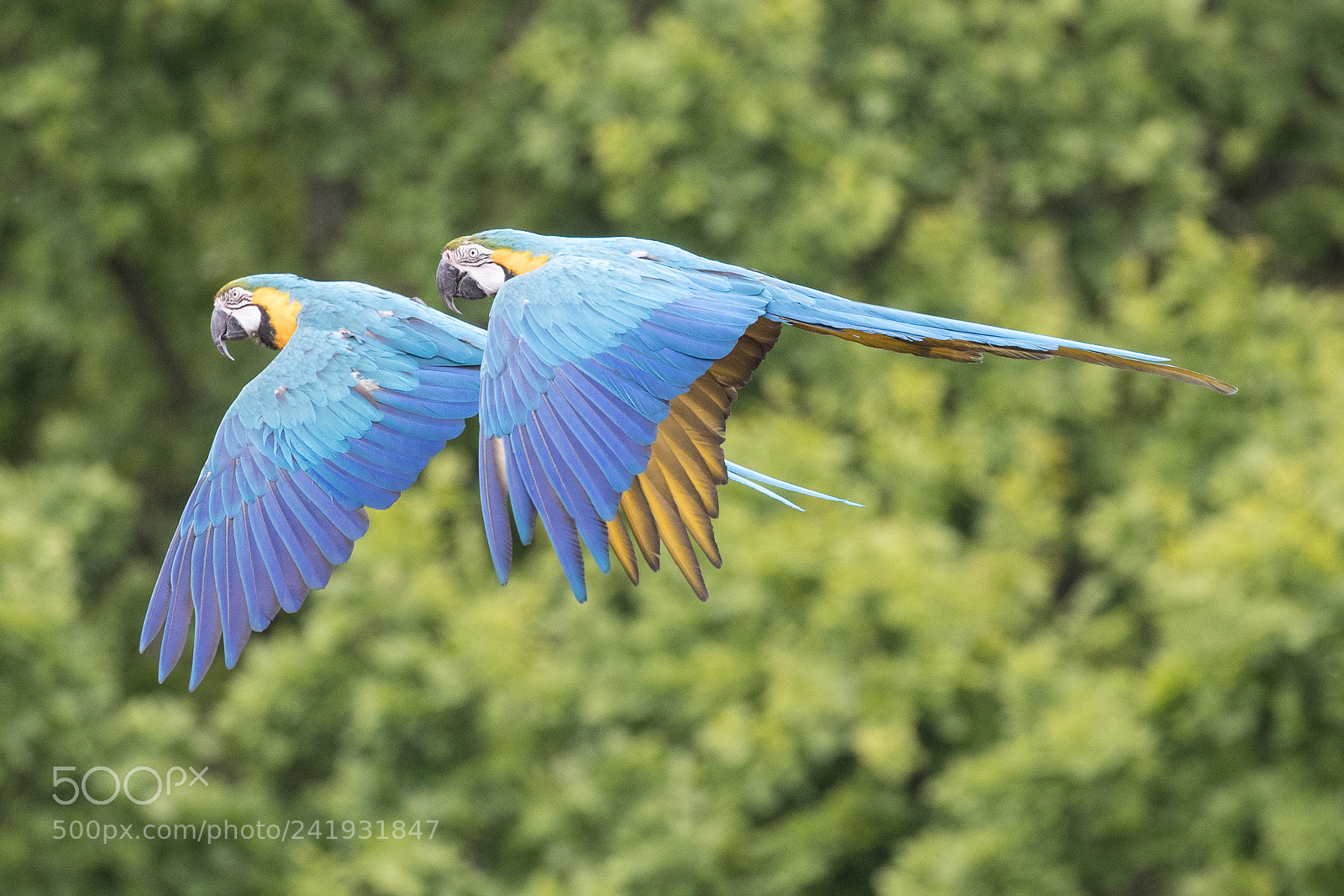 Canon EOS-1D X Mark II sample photo. Blue & yellow macaws photography
