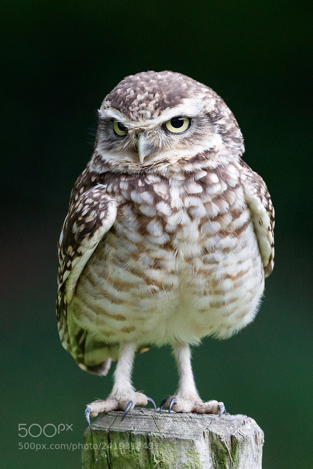 Canon EOS-1D X Mark II sample photo. Little owl photography