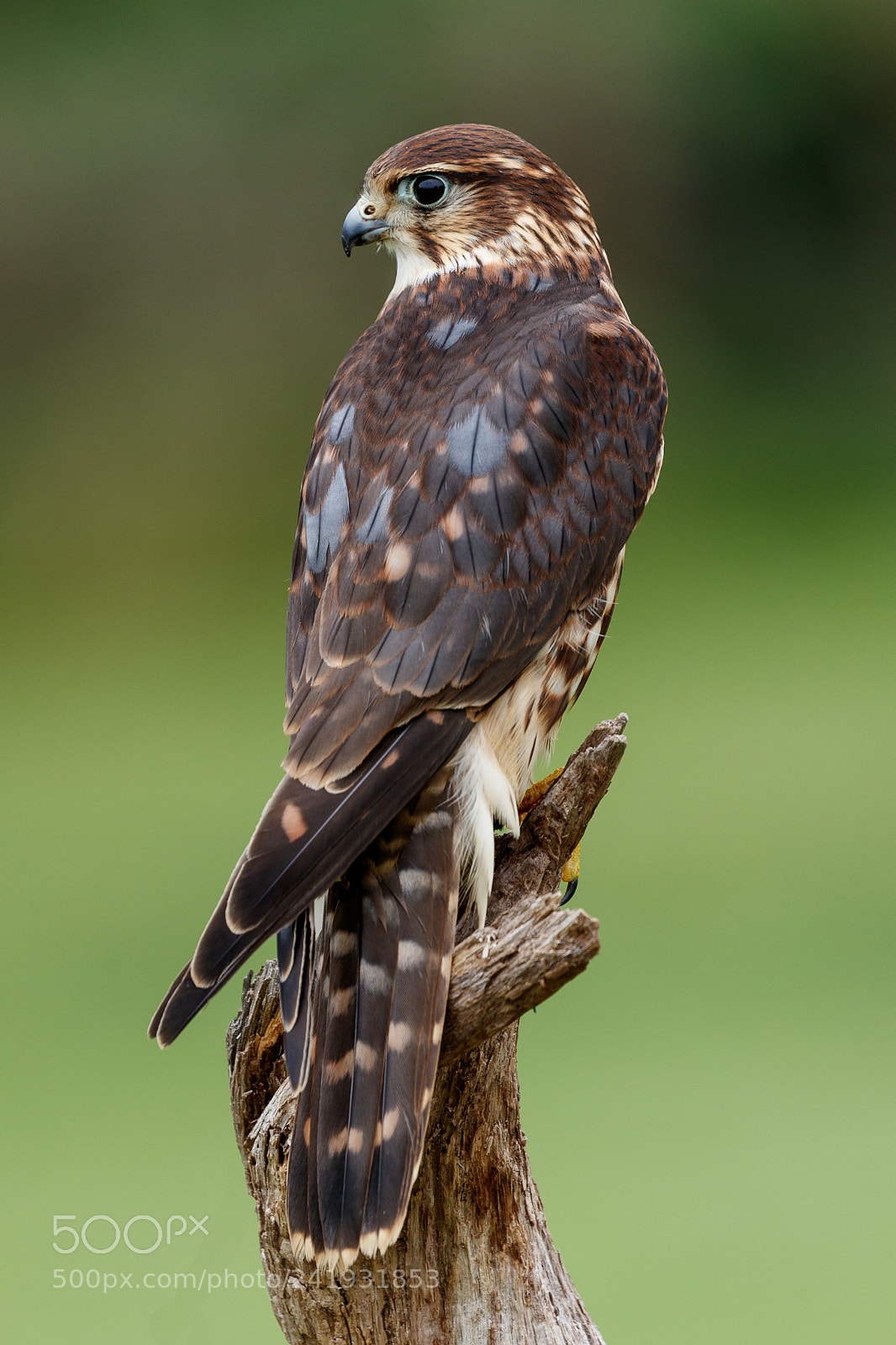 Canon EOS-1D X Mark II sample photo. Merlin photography