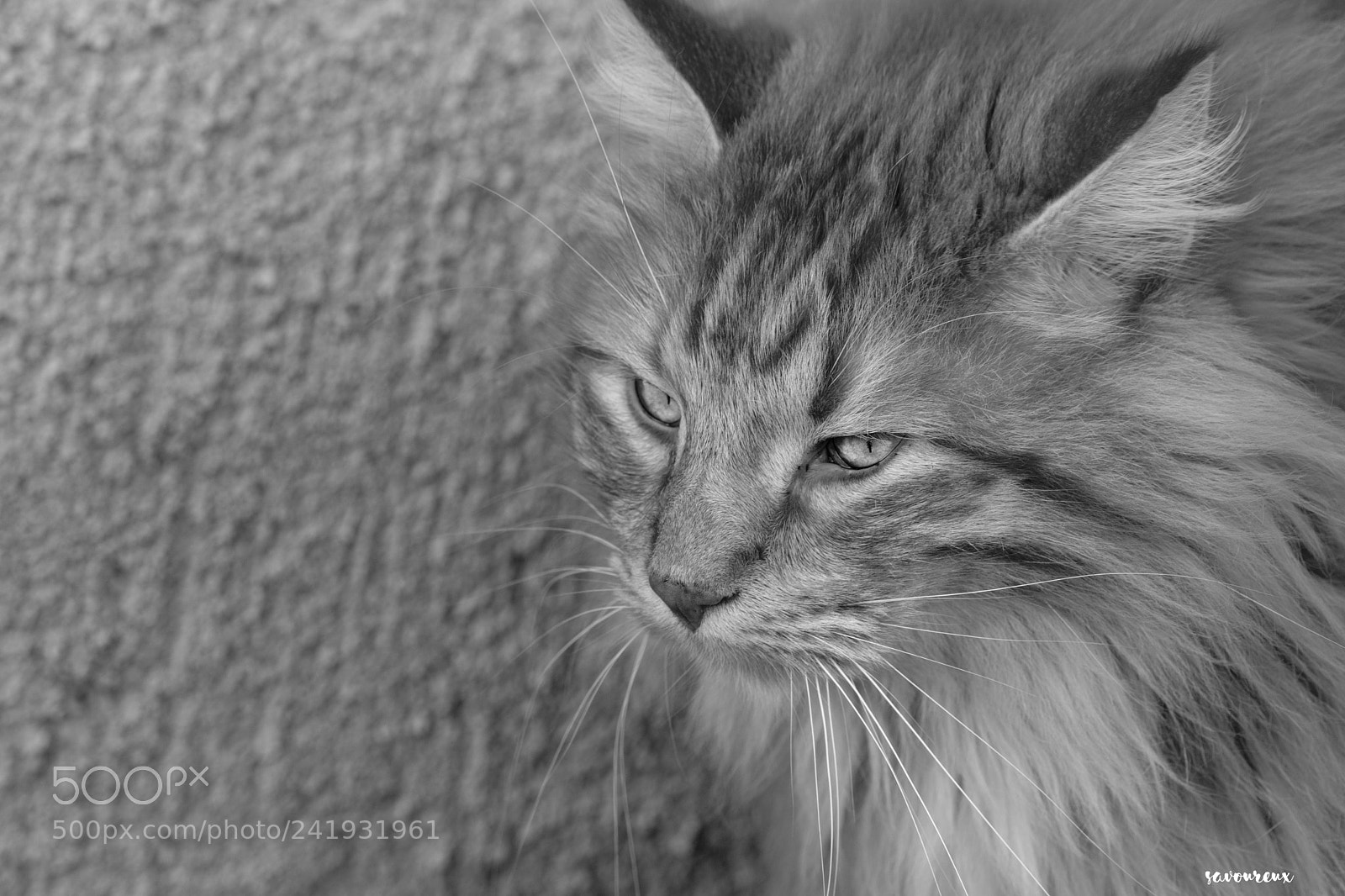 Nikon D5500 sample photo. Ginger photography