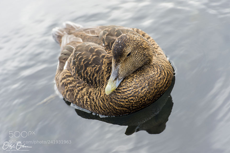 Nikon D600 sample photo. Duck in in harbour photography