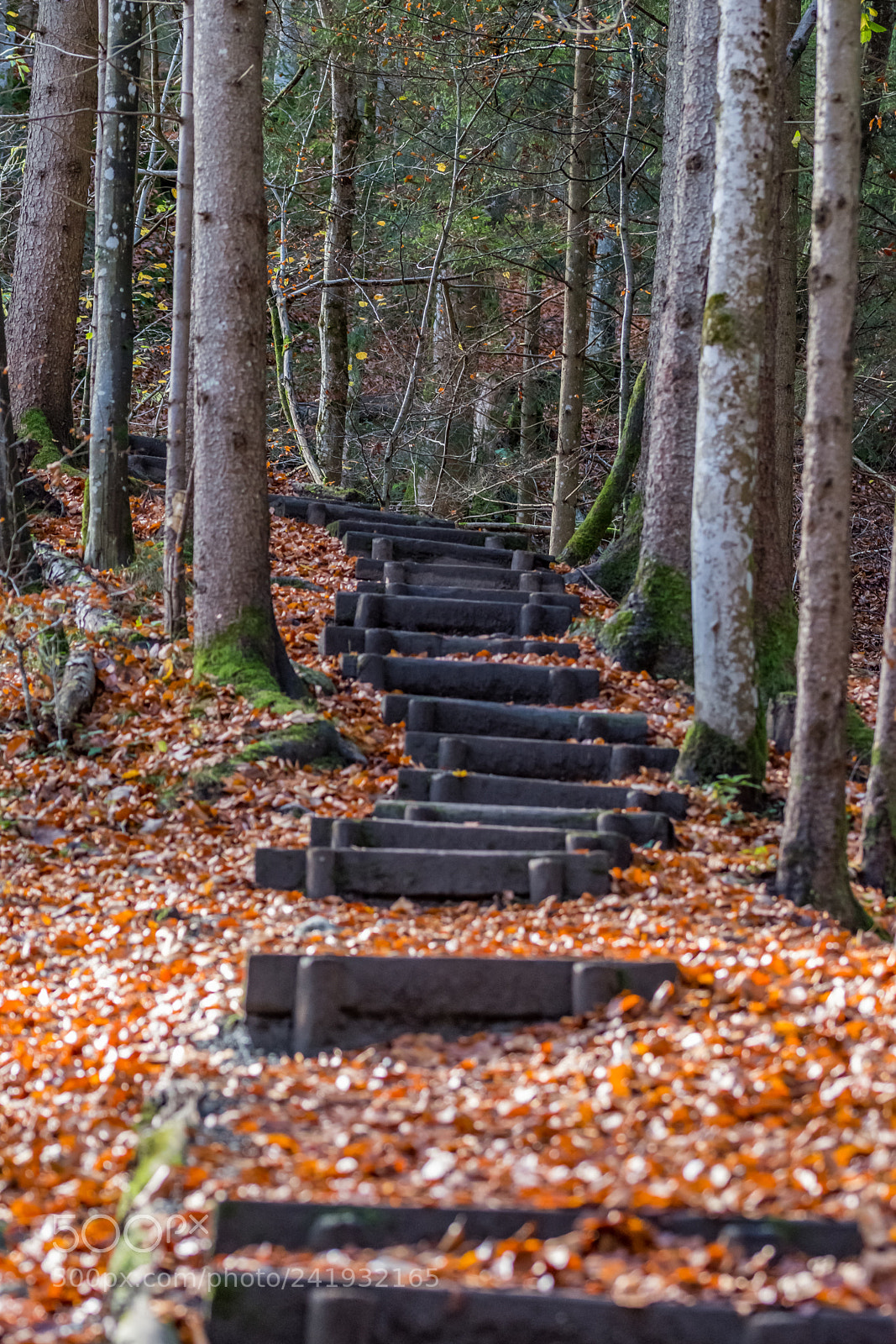 Nikon D7200 sample photo. My way photography