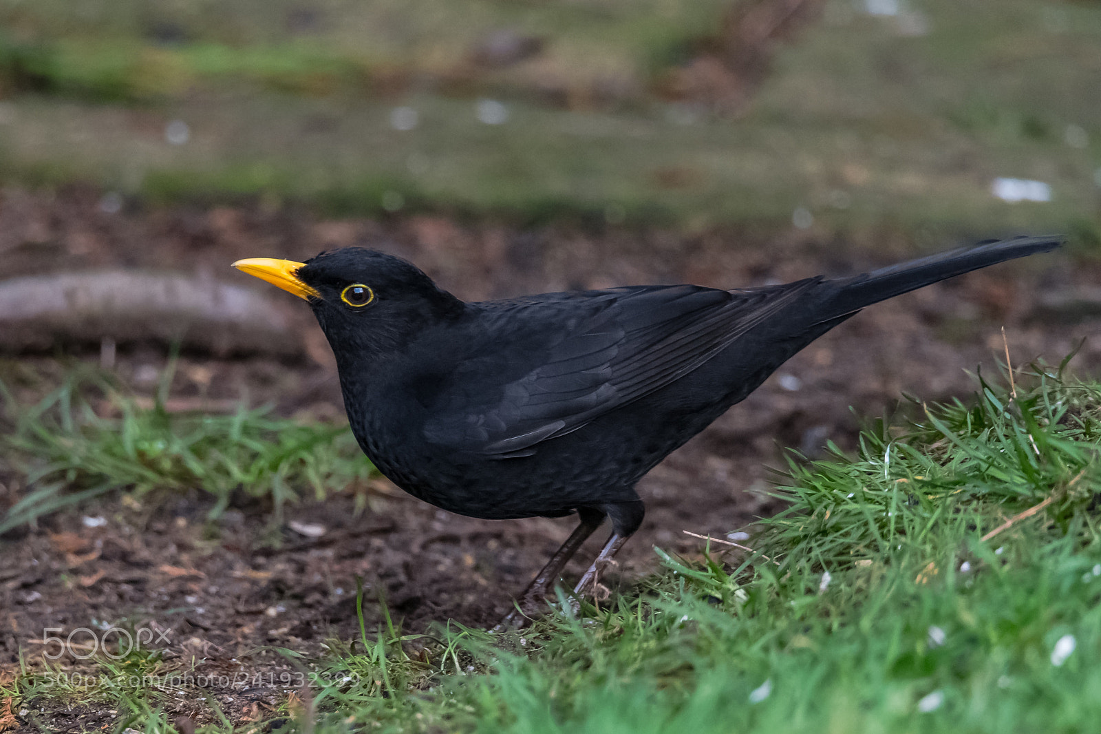 Nikon D850 sample photo. Male blackbird photography