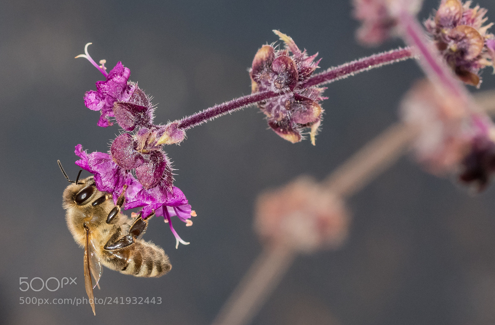 Nikon D7200 sample photo. Blütenakrobat photography