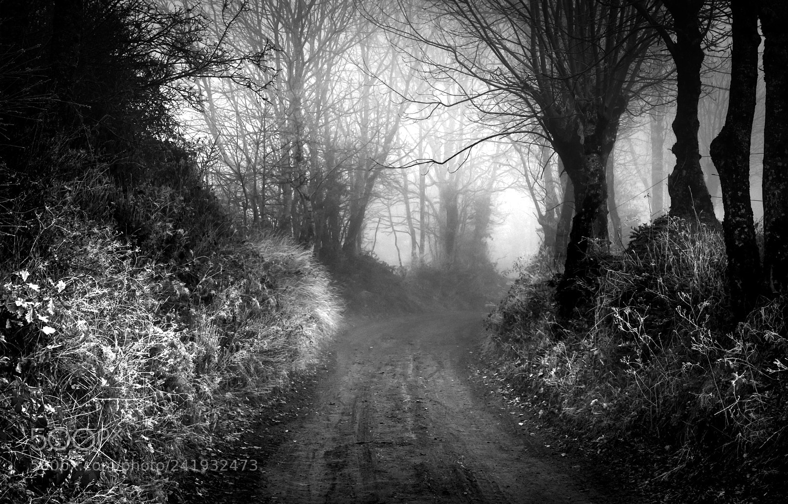 Nikon D500 sample photo. Chemin dans la brume... photography