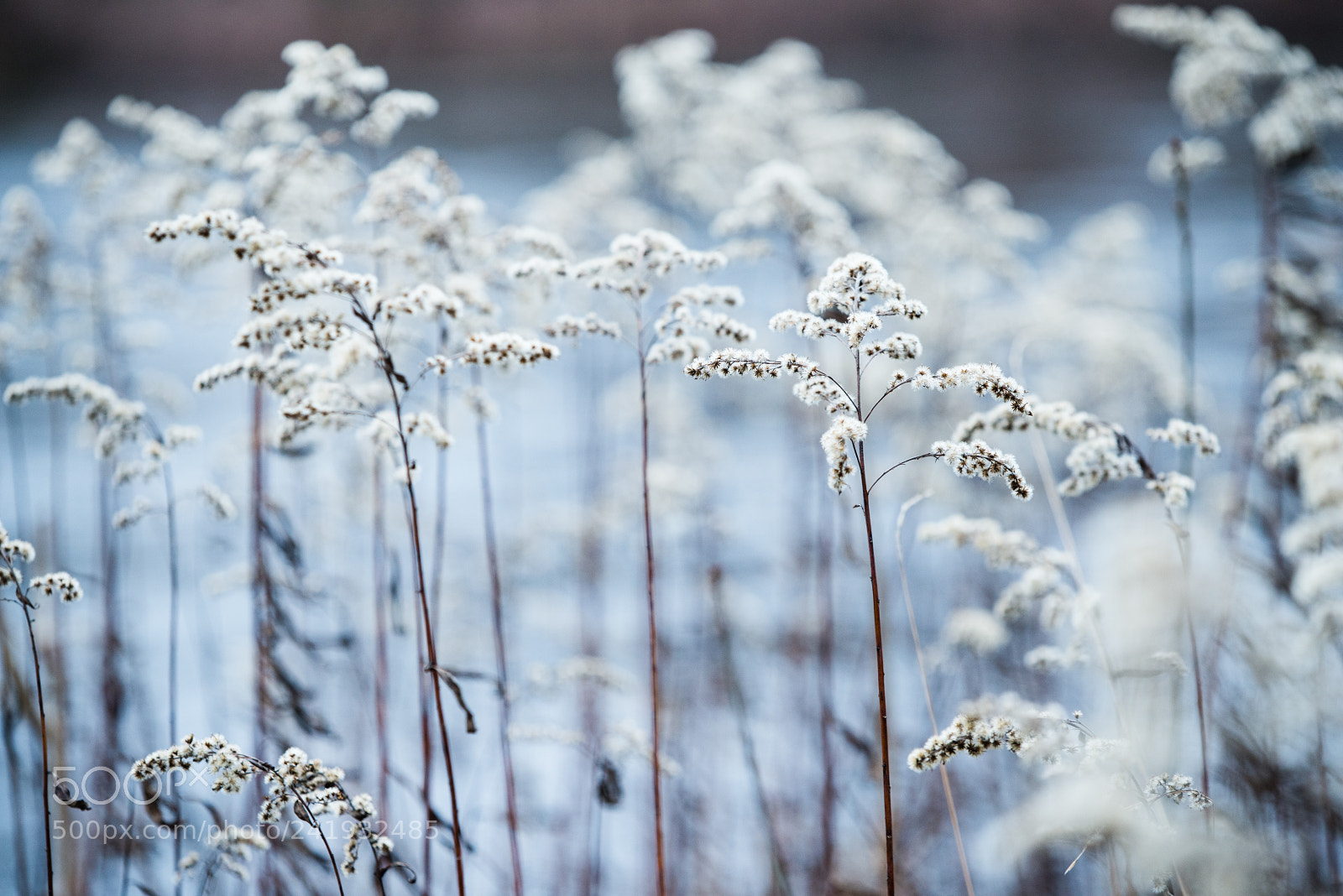 Nikon D800 sample photo. Colors of winter photography