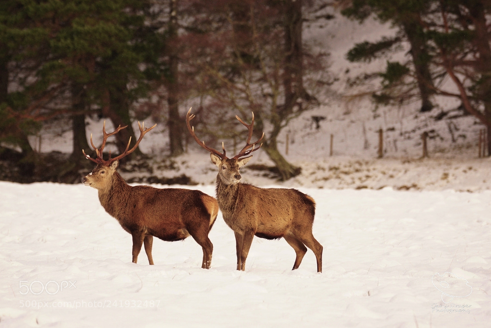 Sony ILCA-77M2 sample photo. Two stags photography