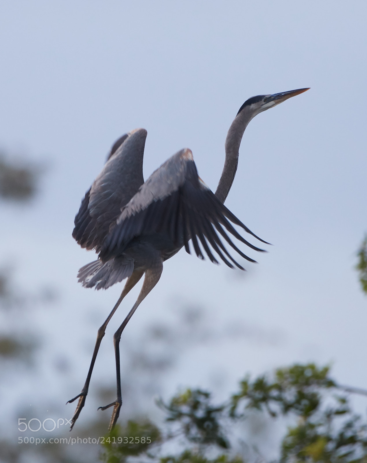 Canon EOS-1D X Mark II sample photo. 01-09-18-8718.jpg photography