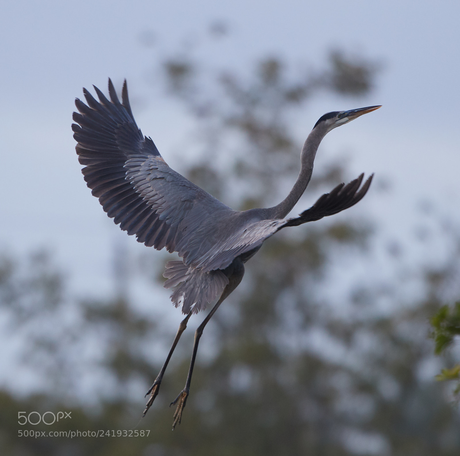 Canon EOS-1D X Mark II sample photo. 01-09-18-8719.jpg photography