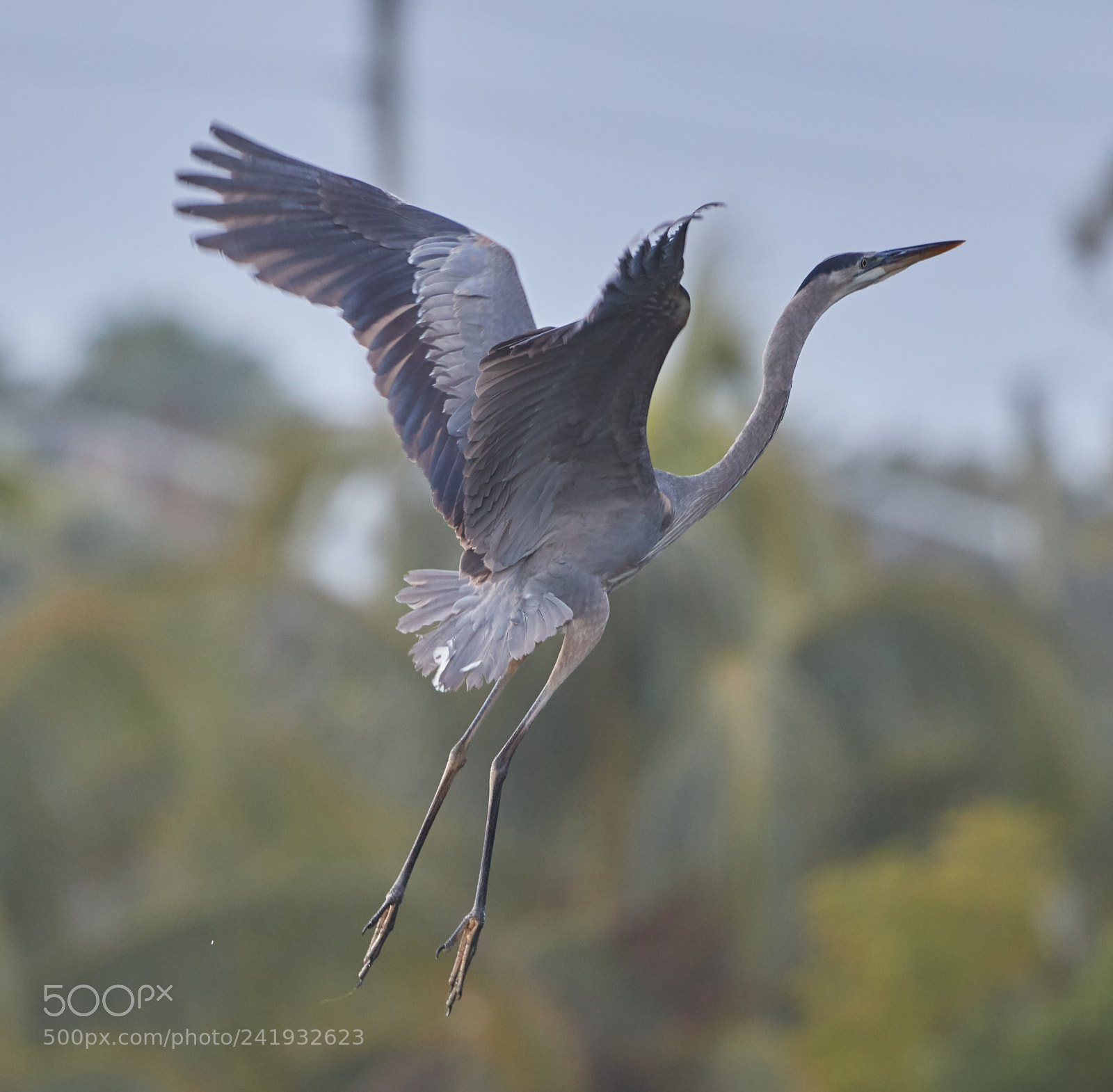 Canon EOS-1D X Mark II sample photo. 01-09-18-8721.jpg photography