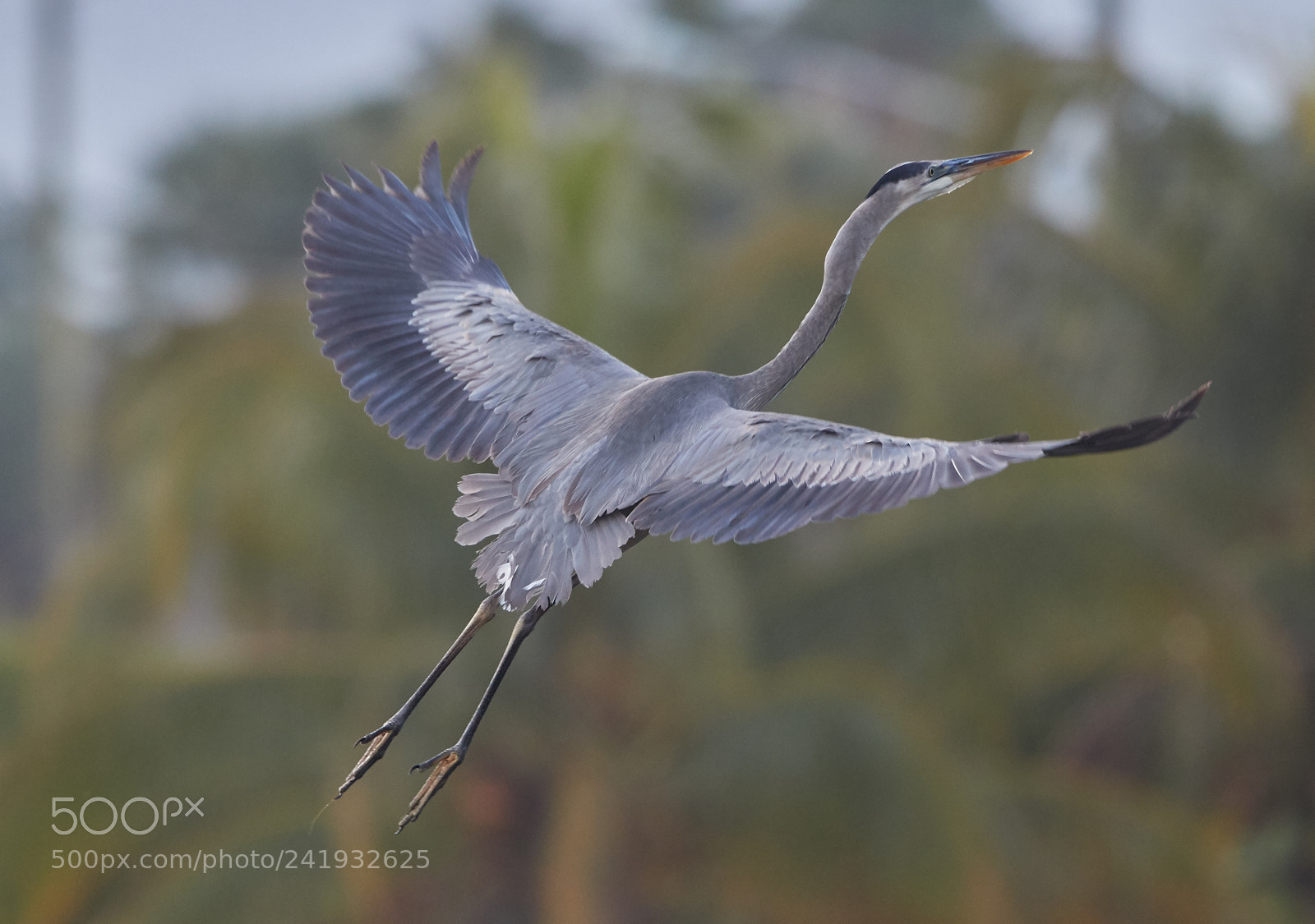 Canon EOS-1D X Mark II sample photo. 01-09-18-8722.jpg photography