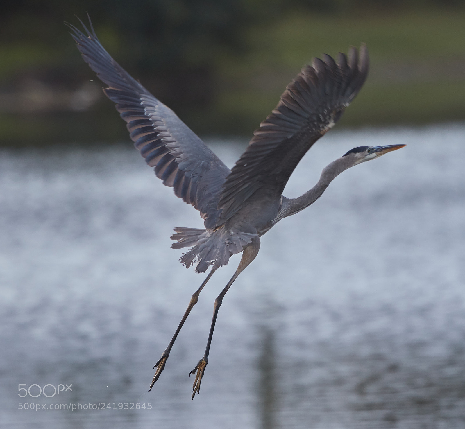 Canon EOS-1D X Mark II sample photo. 01-09-18-8724.jpg photography