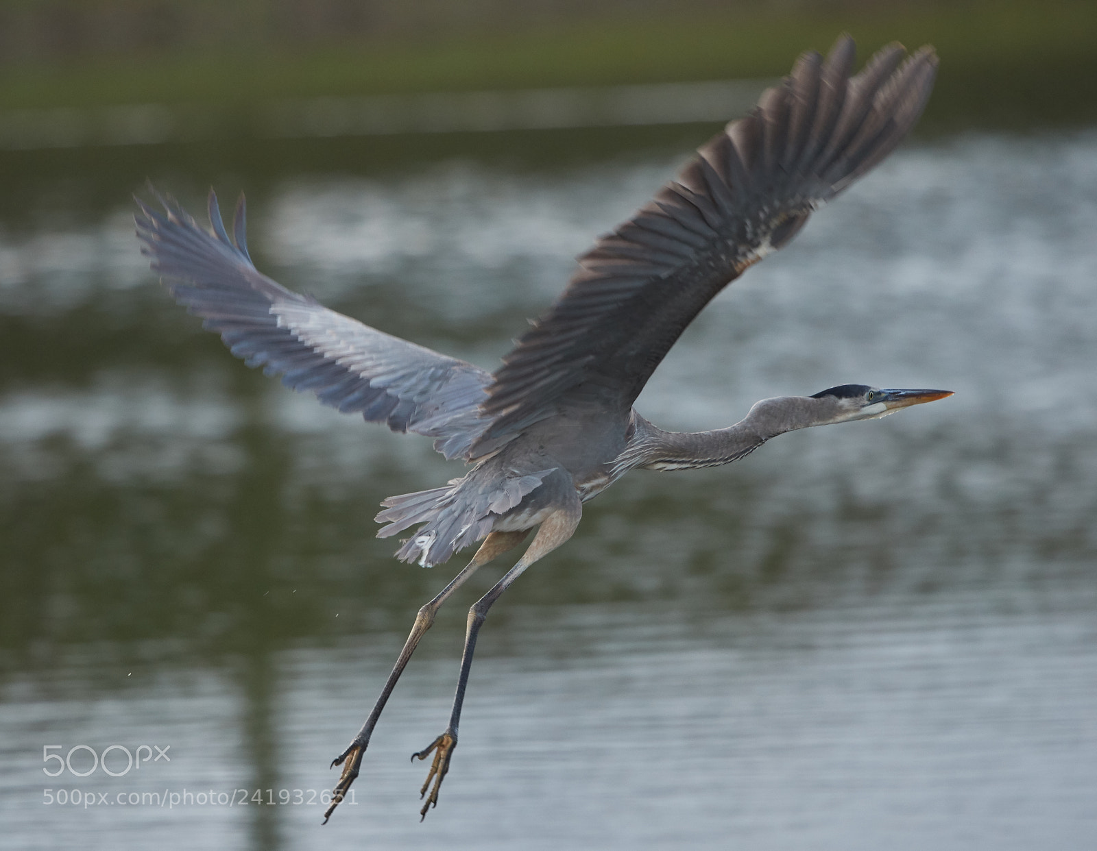 Canon EOS-1D X Mark II sample photo. 01-09-18-8725.jpg photography