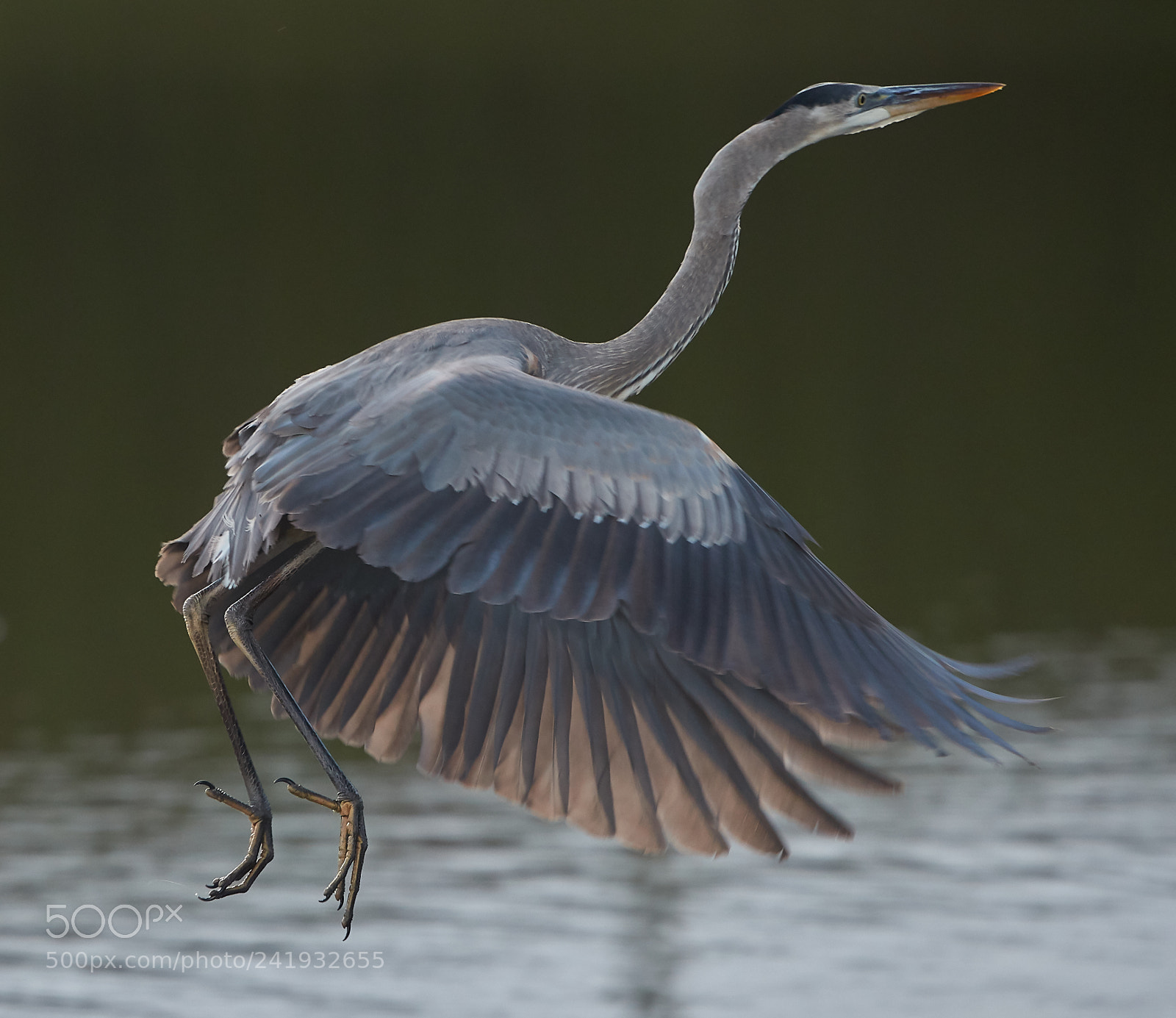 Canon EOS-1D X Mark II sample photo. 01-09-18-8729.jpg photography
