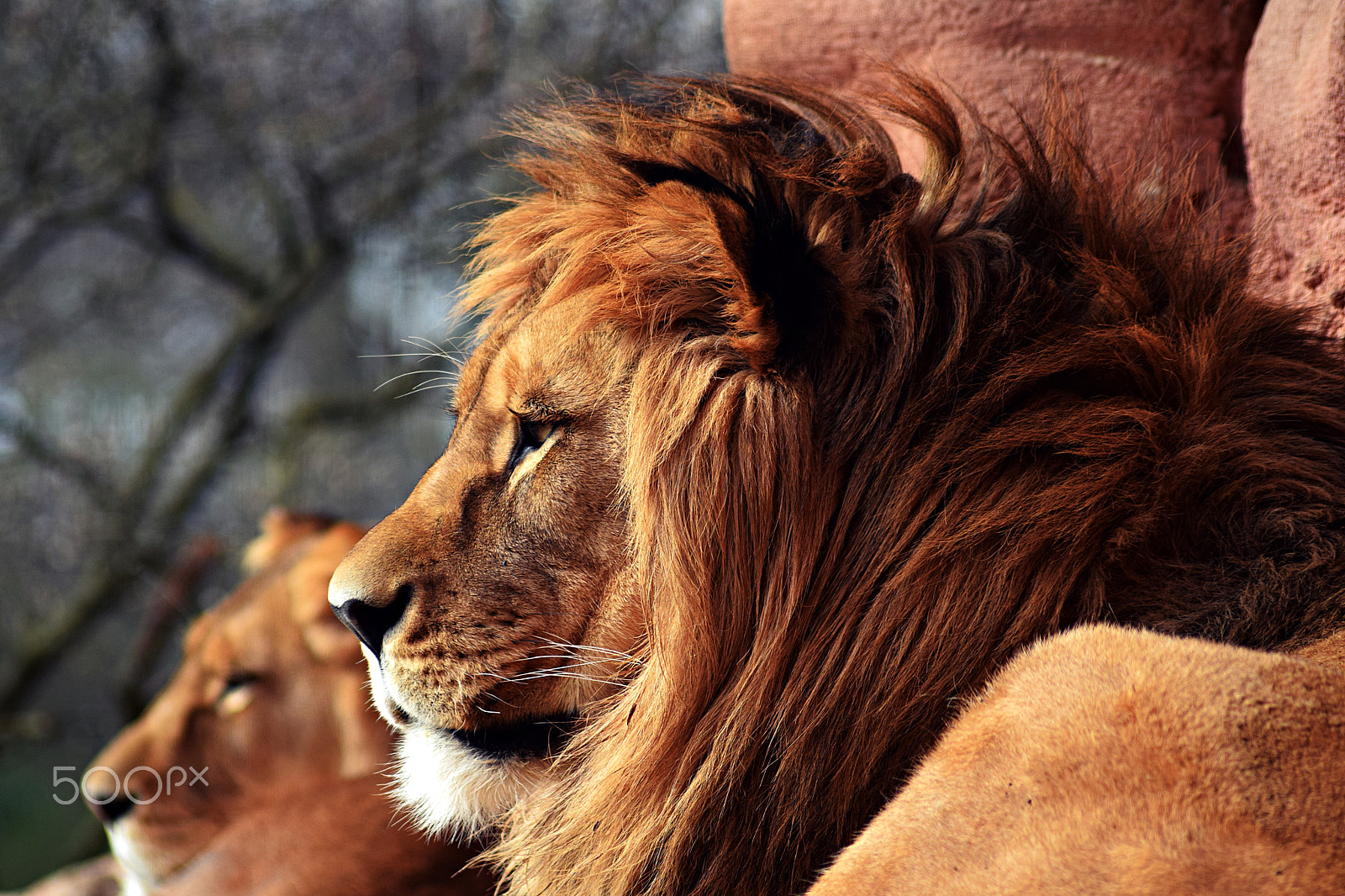 Sigma 70-300mm F4-5.6 APO DG Macro sample photo. Majestic lion photography