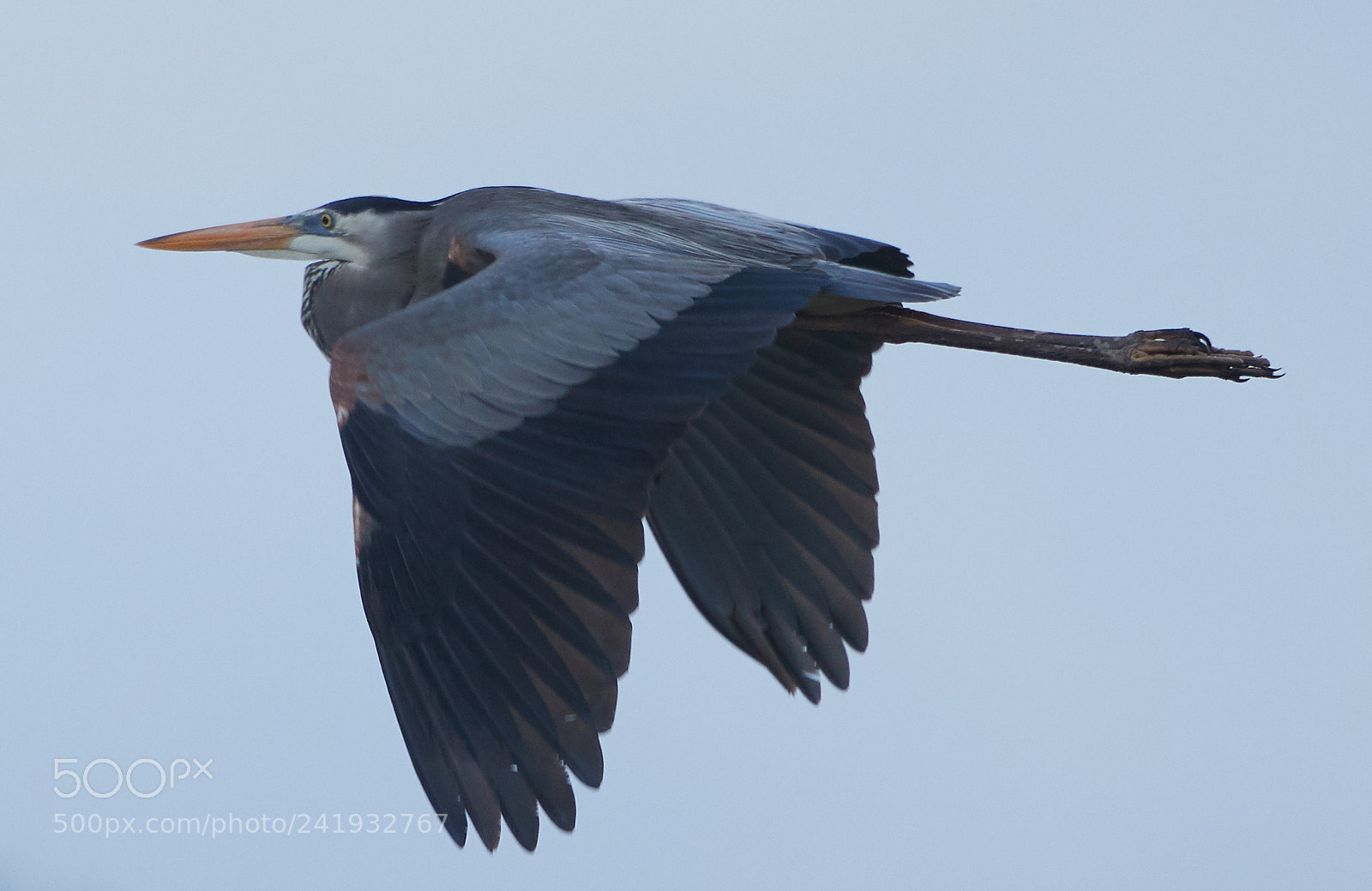 Canon EOS-1D X Mark II sample photo. 01-09-18-8745.jpg photography