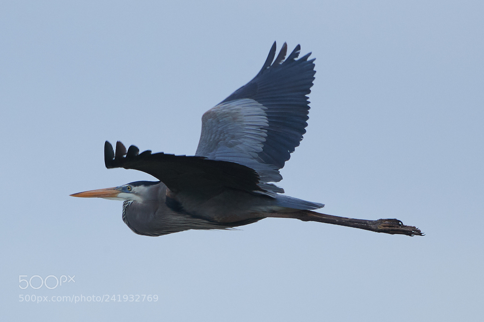 Canon EOS-1D X Mark II sample photo. 01-09-18-8746.jpg photography