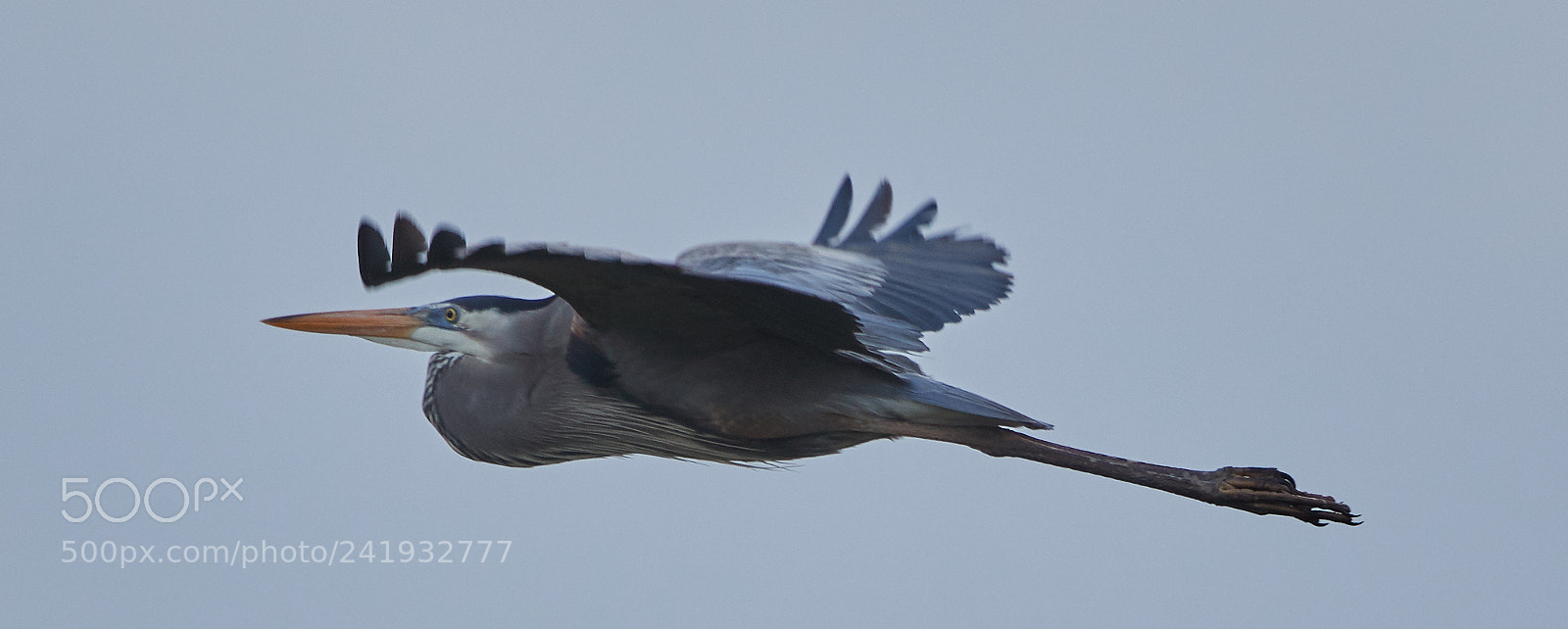 Canon EOS-1D X Mark II sample photo. 01-09-18-8749.jpg photography