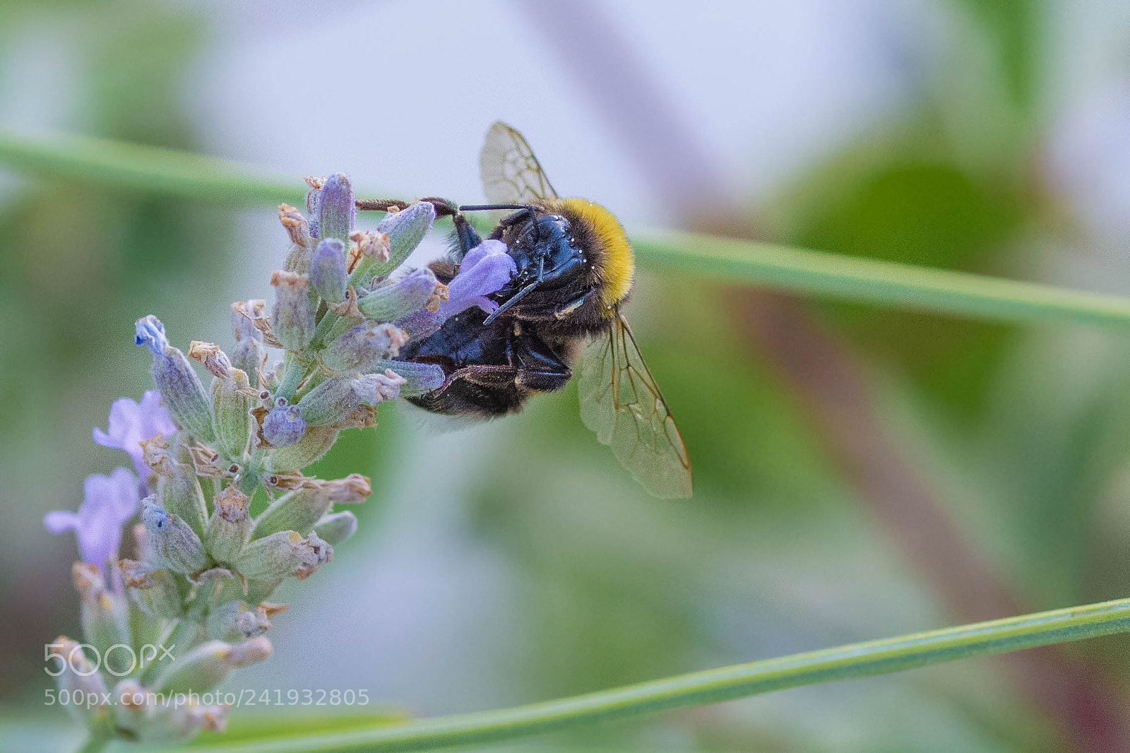 Nikon D7200 sample photo. Bumblebee on lavender photography