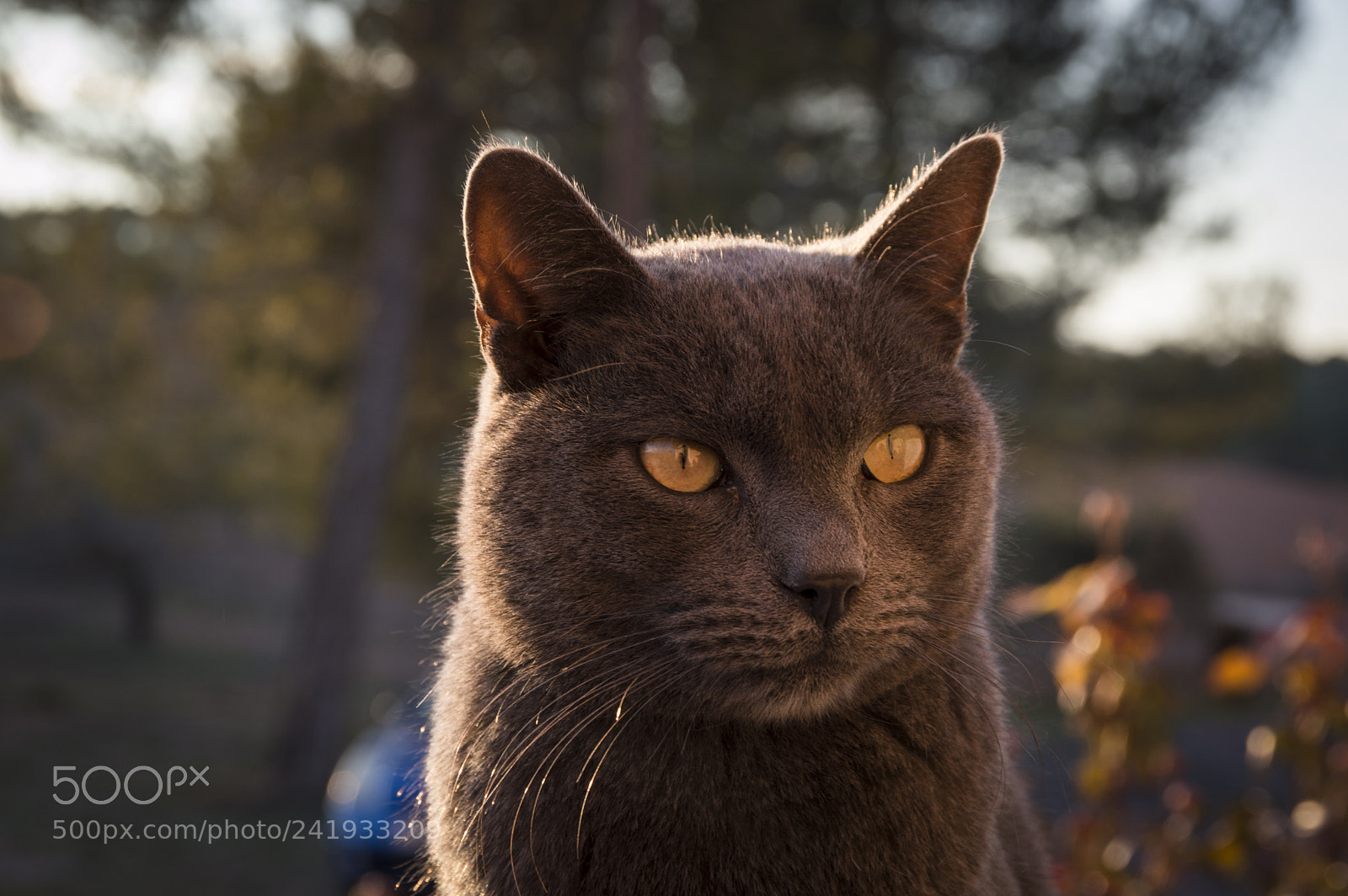 Nikon D3200 sample photo. Sunset eyes photography
