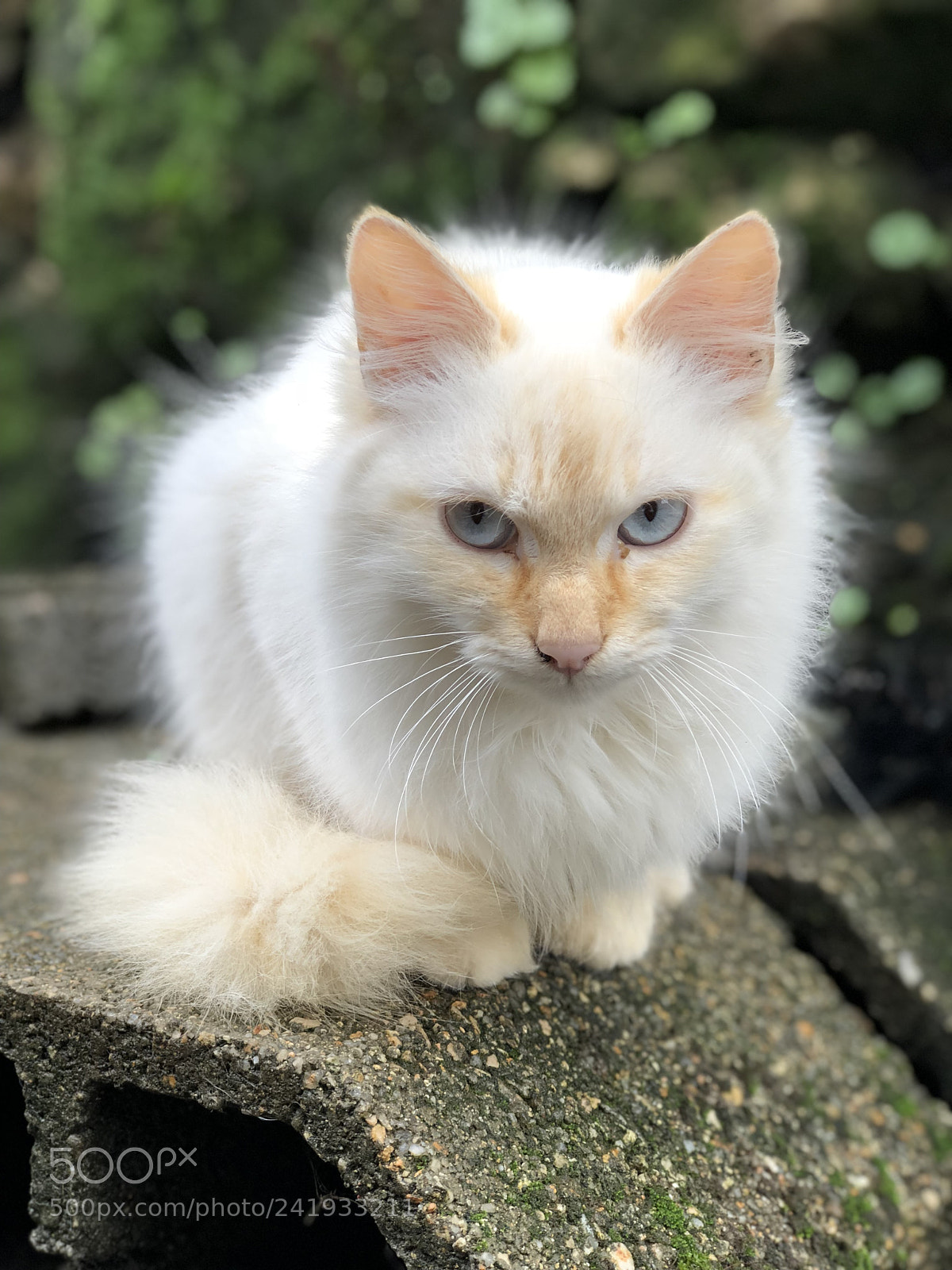 Apple iPhone 8 Plus sample photo. Untitled photography